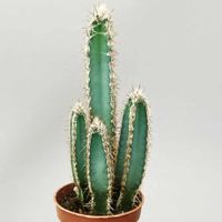 Kaktussamen / Cereus forbesii