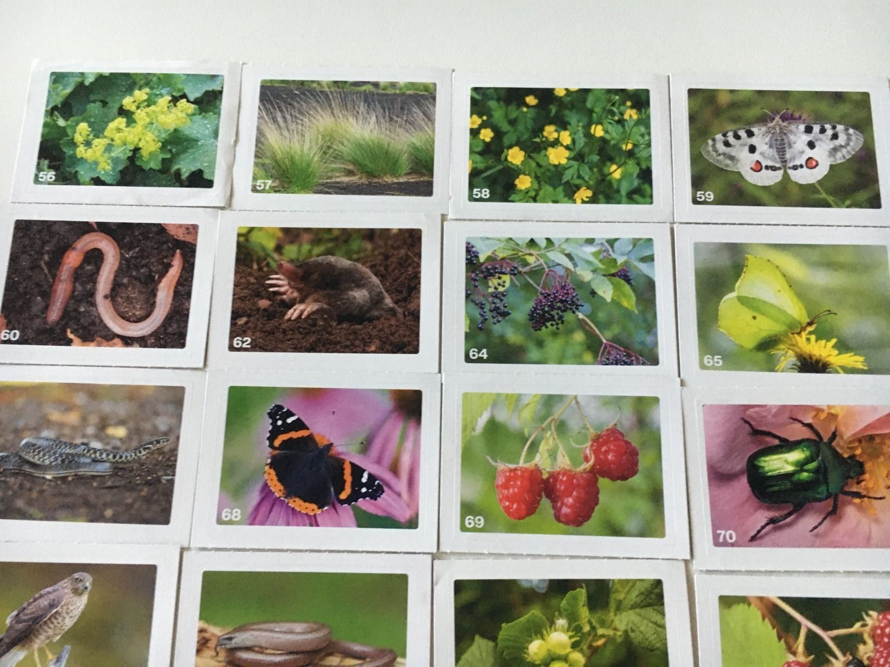 Migros Sammelbilder & Trading cards: Migros Nature Detectives Bildli 20Stück – Neu (gemäss Beschreibung) aus Dällikon von dahi1 1