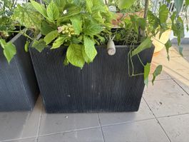 Schwarzer Pflanzkasten für Ihren Sommergarten-Balkon