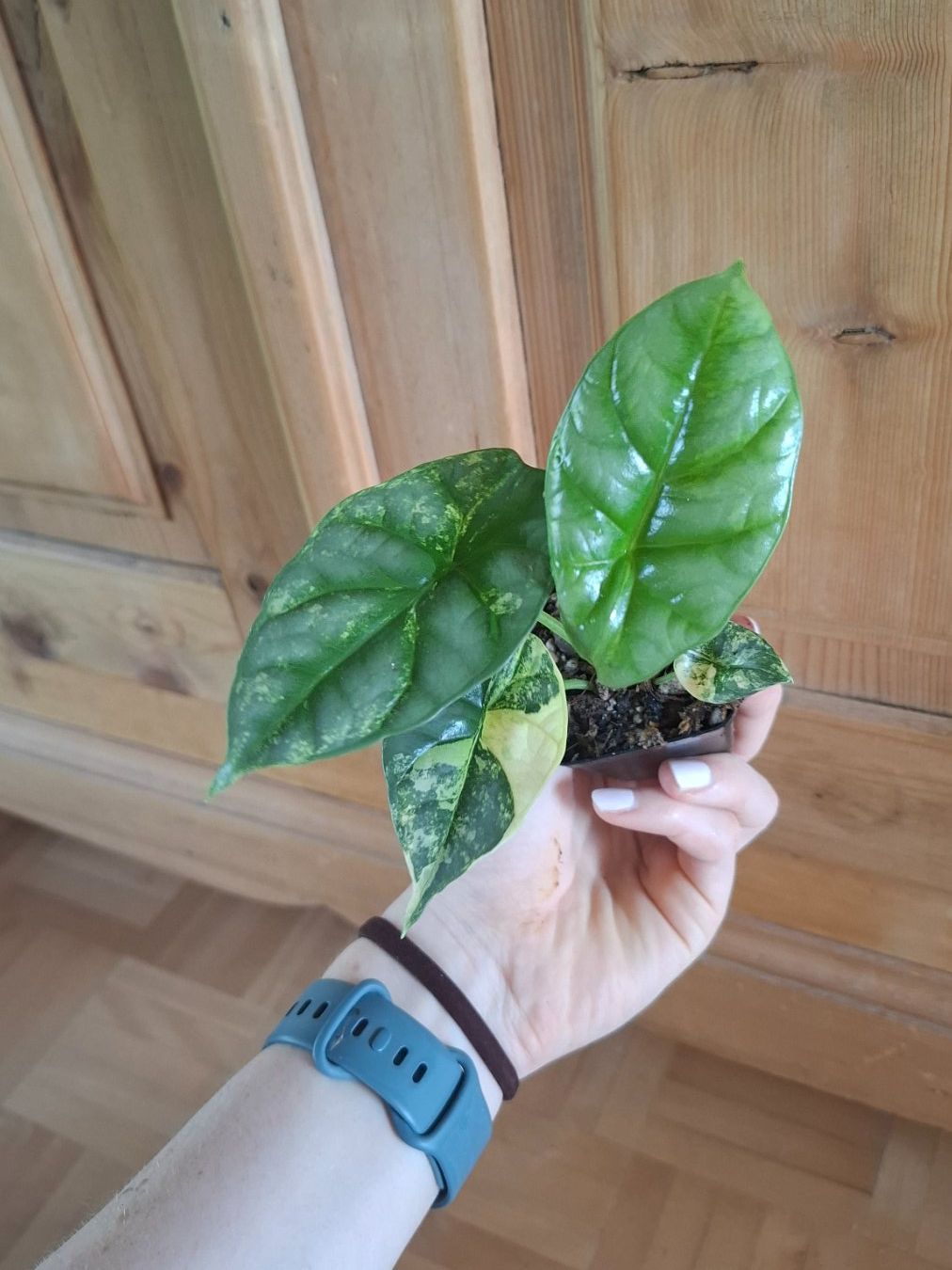 Piante & sementi: Alocasia Sinuata Aurea Variegata – Usato da Hausen AG venduto da Pflaenzlioase