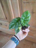 Alocasia Sinuata Aurea Variegata