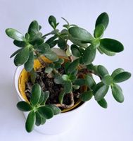 GELDBAUM**CRASSUALA*PFENNIGBAUM*****