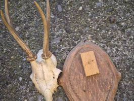 Rehkopf Trophäe