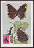 1953, J150 Maximumkarte, Schmetterling Trauermantel Ersttag