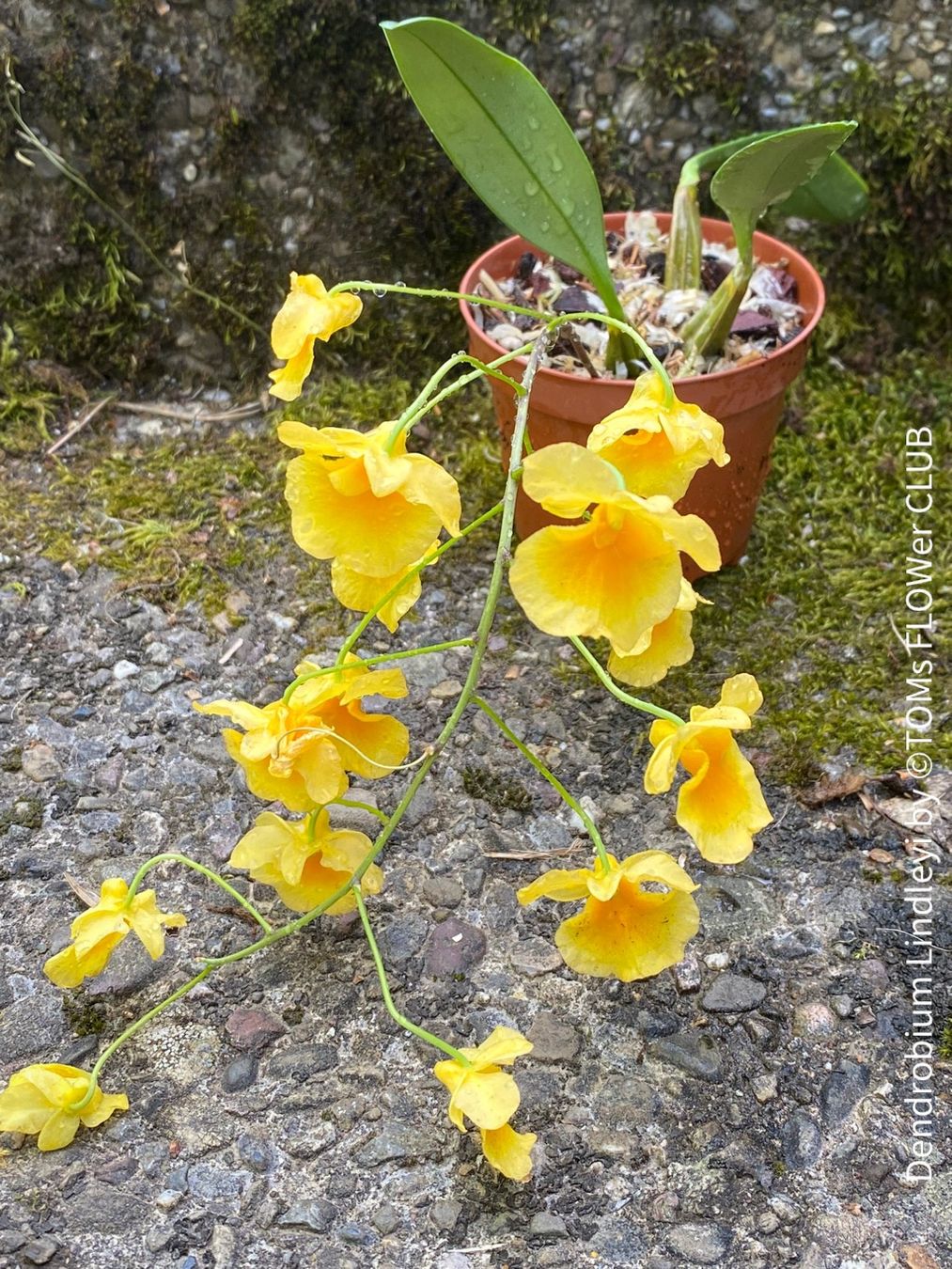 Piante & sementi: Dendrobium Lindleyi - gelb blühende & top robuste Orchidee – Nuovo e nell'imballaggio originale da Adliswil venduto da asTOMas963 7