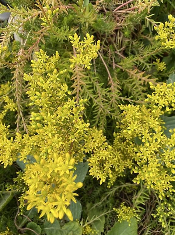 Plantes & graines: Sukkulenten im Rahmen  – D'occasion à Frauenfeld par Irene.Schuppli 3