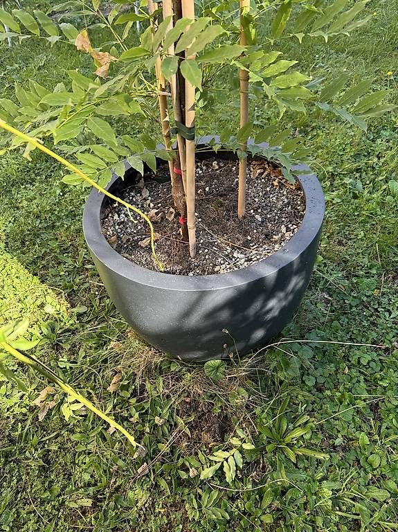 Plantes & graines: Blauregen/Glycine mit winterfestem Topf – D'occasion à Bern par iksworbmod 4