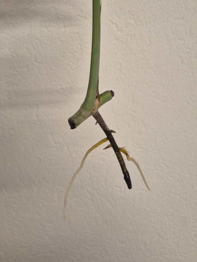 Piante & sementi: 🌿 Monstera Aurea Ableger #2🌿 – Nuovo (secondo la descrizione) da Dürrenäsch venduto da Tina_2023 1