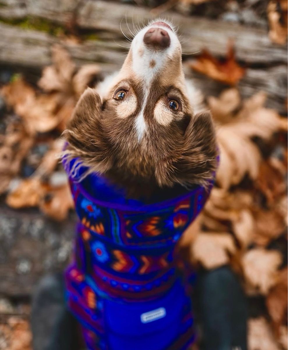Bekleidung: Bunte stylische Hundedecke  – Neu (gemäss Beschreibung) aus Kriens von Kirula 1