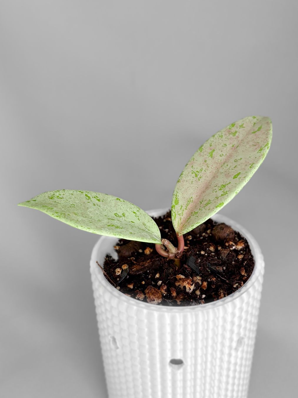 Piante & sementi: Hoya Pubicalyx Pink Silver Ghost – Nuovo (secondo la descrizione) da Seuzach venduto da animaplants 1