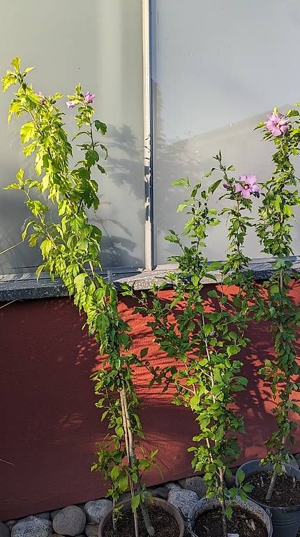 Plantes & graines: Hibiscus  – D'occasion à Möhlin par chrisscat 2