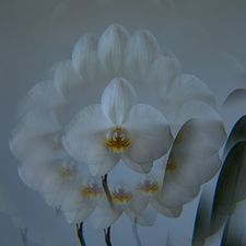 Profile image of fasa_mex