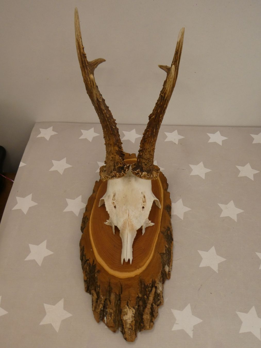 Welt der Tiere: Geweih Reh? Hirsch? Nr. 4 – Gebraucht aus Rafz von Powacaddy 1