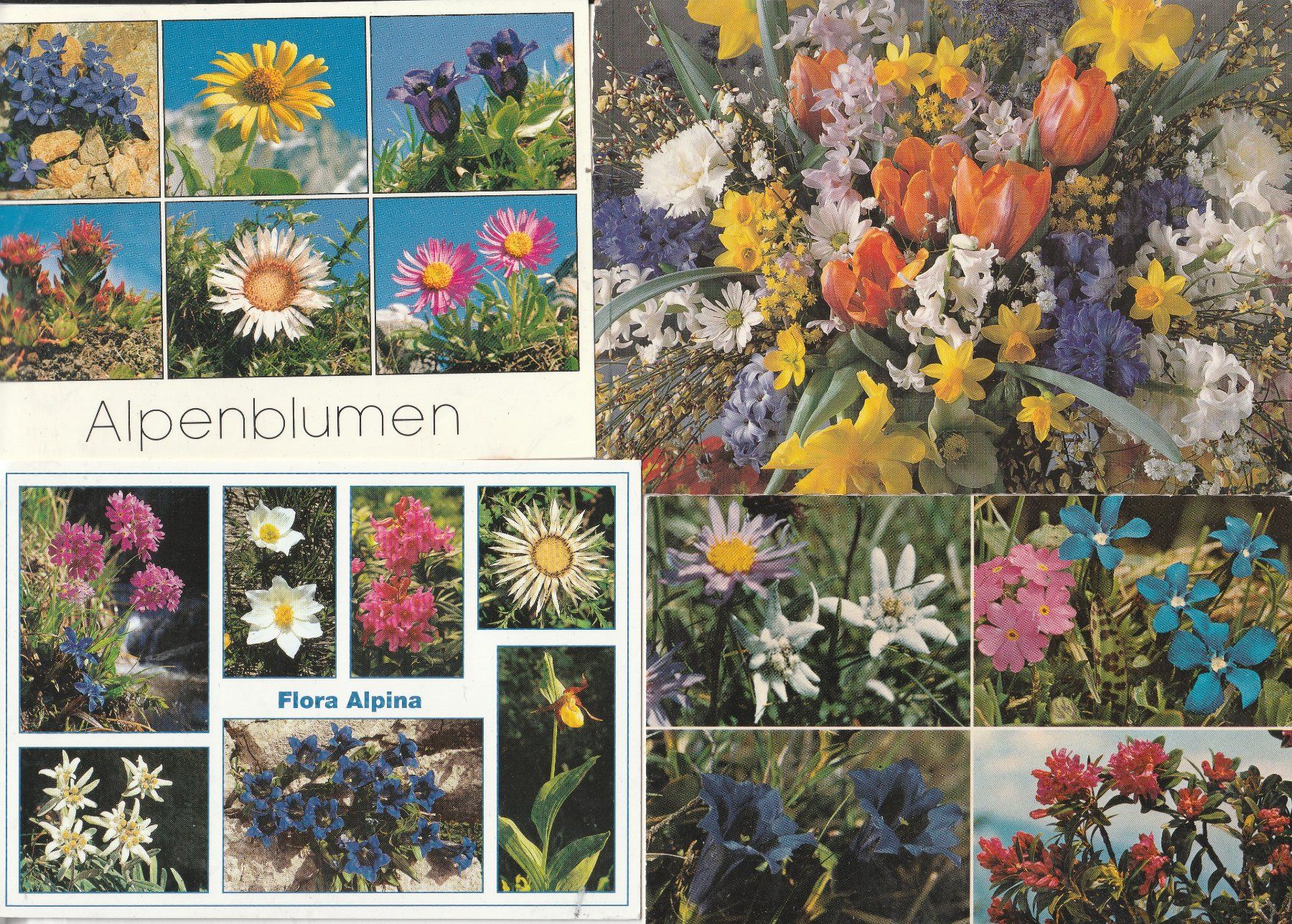 Ansichtskarten: 40 Schöne Blumenkarten – Gebraucht aus Lumbrein von made02