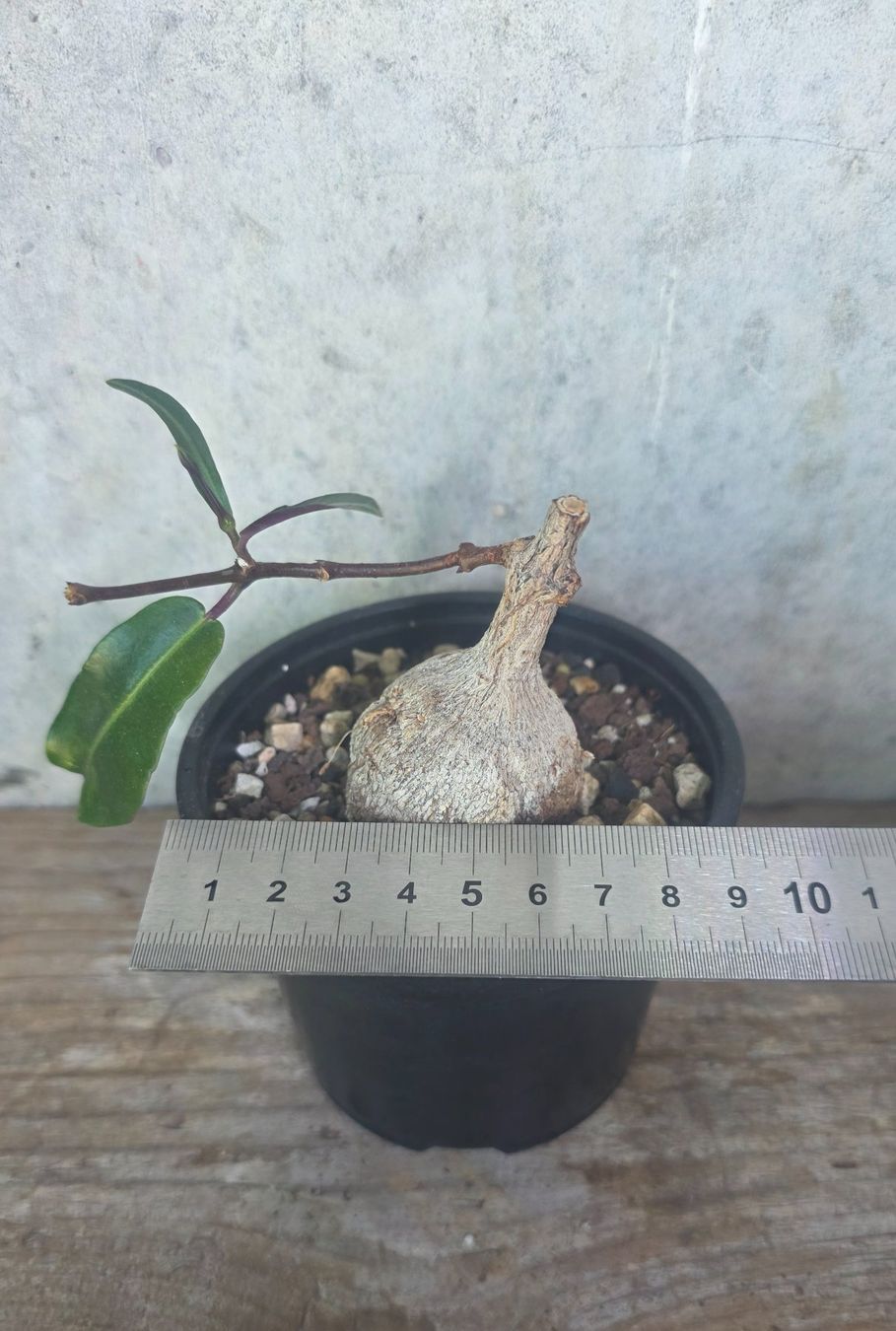Pflanzen & Samen: Petopentia natalensis – Neu (gemäss Beschreibung) aus St.Erhard von Plumilandschweiz 3