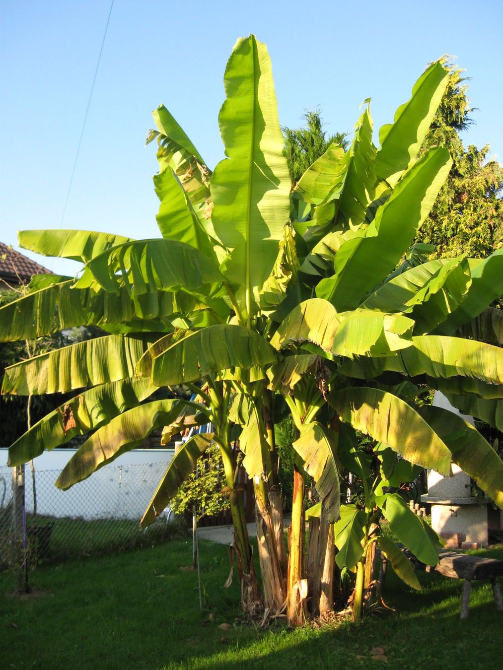 Piante & sementi: Bananen Jungpflanzen – Nuovo (secondo la descrizione) da Vinelz venduto da Wellensittich55 4