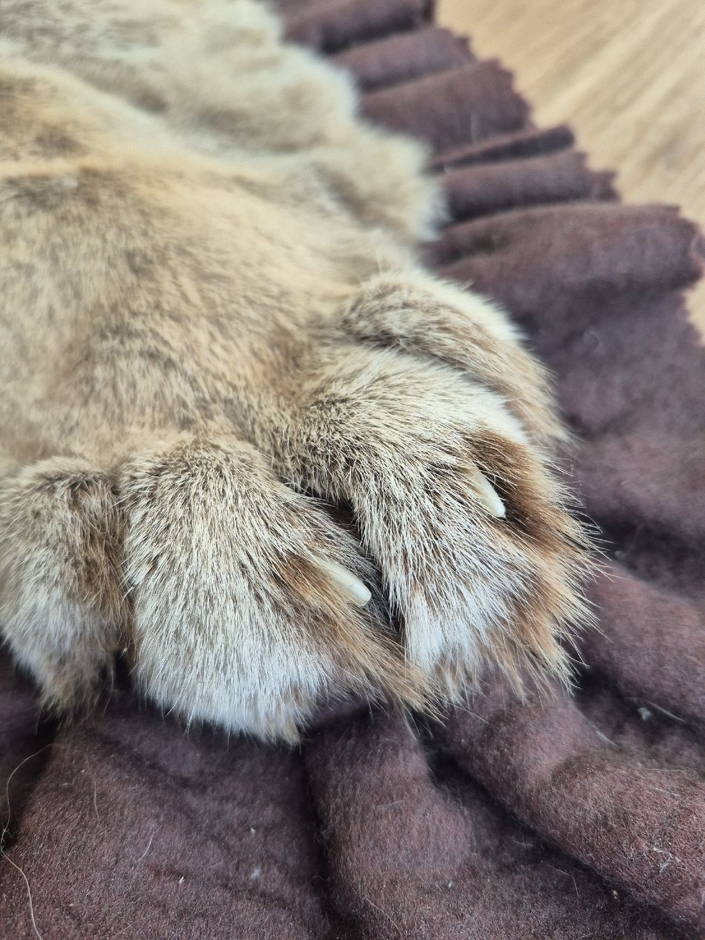 Welt der Tiere: Fellvorleger – Neu (gemäss Beschreibung) aus Flums von TheNorthMan 3