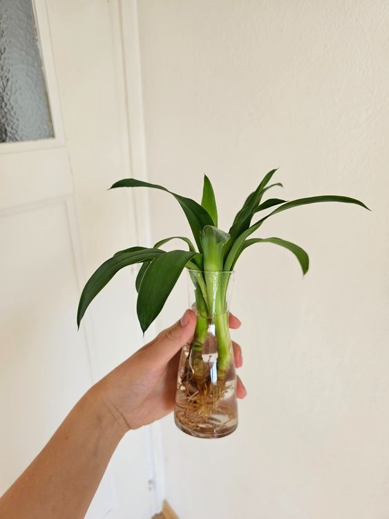 2x Yucca Palme Stecklinge Kaufen auf Ricardo