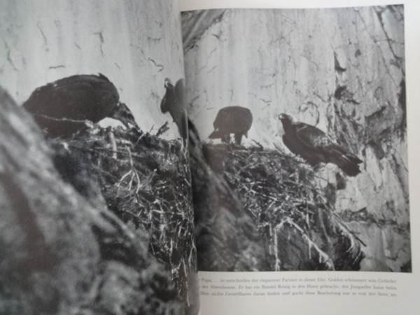 Libri: Herrliche Alpentiere – Usato da Chur venduto da omonia 9