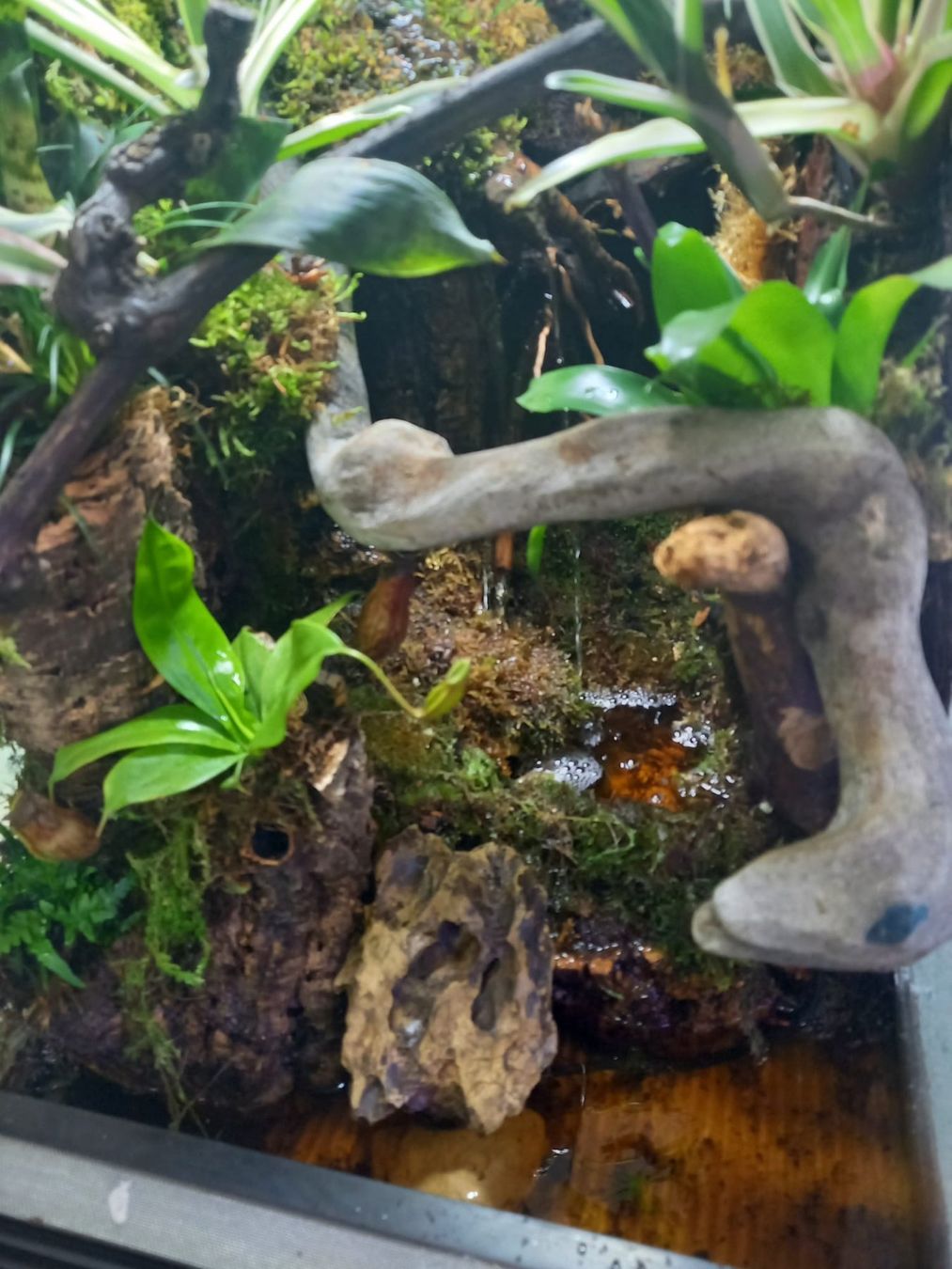 Terrario: Terrarium 40x50x60 Regenwald - NEU – Nuovo (secondo la descrizione) da Kleinlützel venduto da aller-l-ei 1
