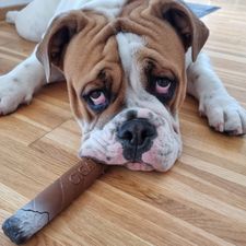 Profile image of The-Lazy-Bulldog