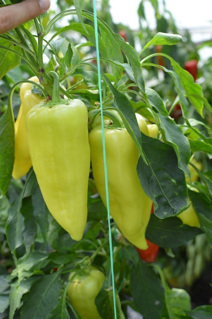 Piante & sementi: 30 Samen Paprika Süss NOVA Grün – Nuovo (secondo la descrizione) da Ehrendingen venduto da VerveinaSamen 7