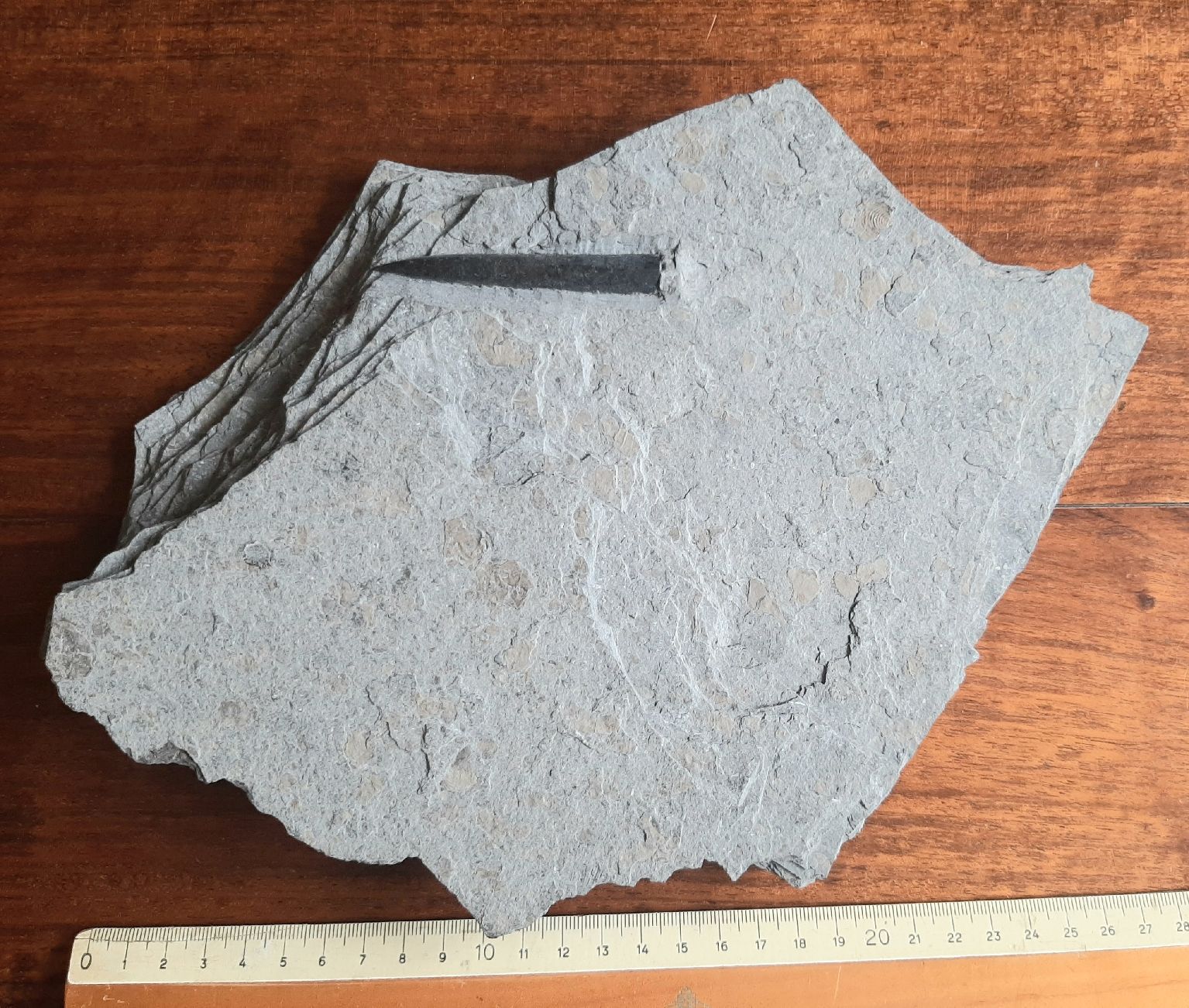 Fossili: Fossil Belemnit Süddeutschland – Usato da Rickenbach BL venduto da Oktober68 3