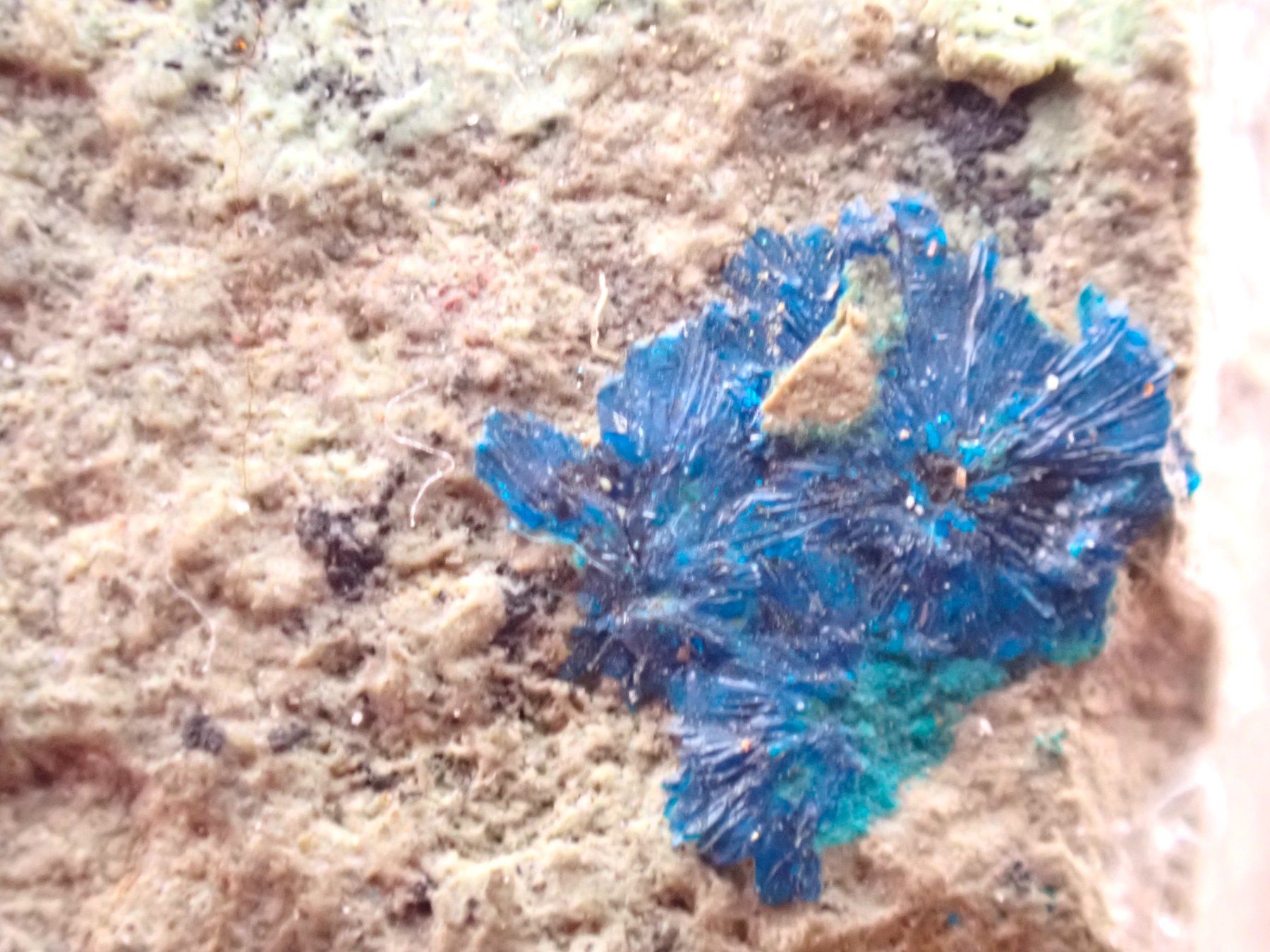 Mineralien & Heilsteine: RaRe Cornetite - Congo – Gebraucht aus Figino von minshop 6