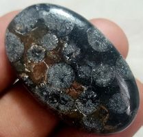 Cabochon L-6849 – Schwarzer Fossil Edelstein 35X21X6mm 44.40