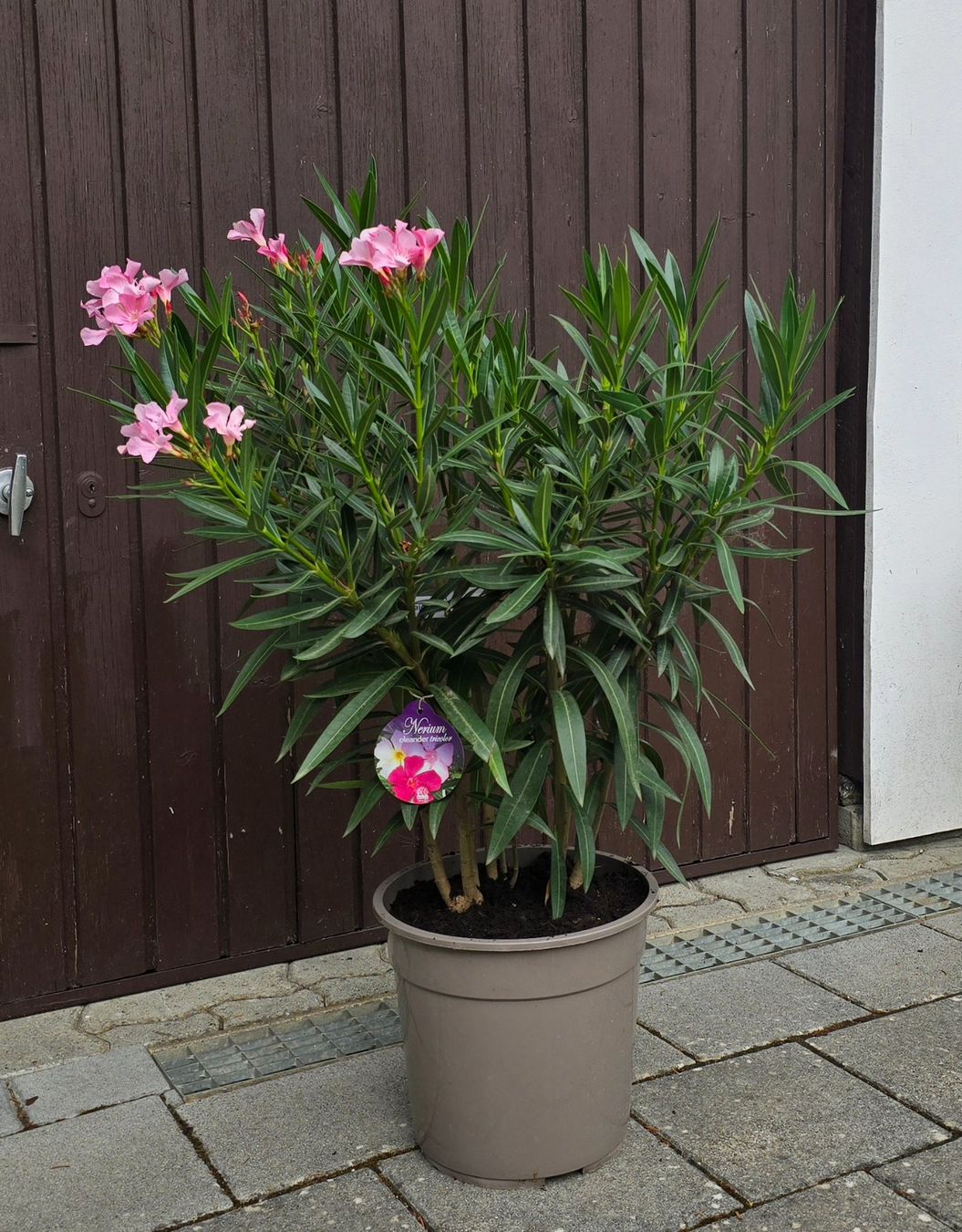 Plantes & graines: Oleander Tricolor – D'occasion à Aarburg par popkorn65 1