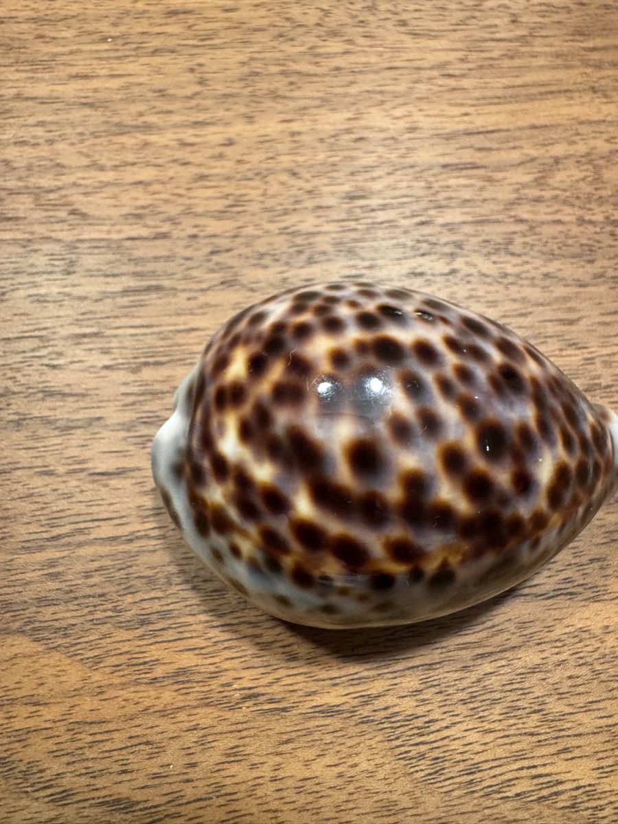 Tutte le decorazioni: Schöne Tiger Kauri Muschel – Usato da Hölstein venduto da chap3ron