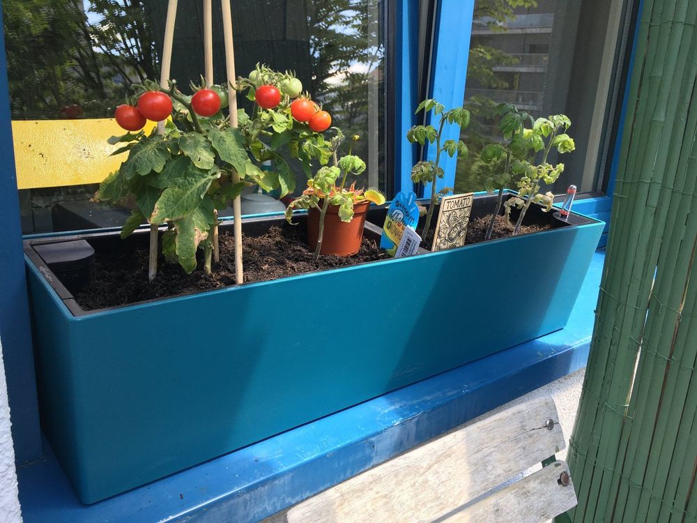 ZWEI Blumenkasten Lechuza Balconera Color 80 petro 79cm Kaufen auf