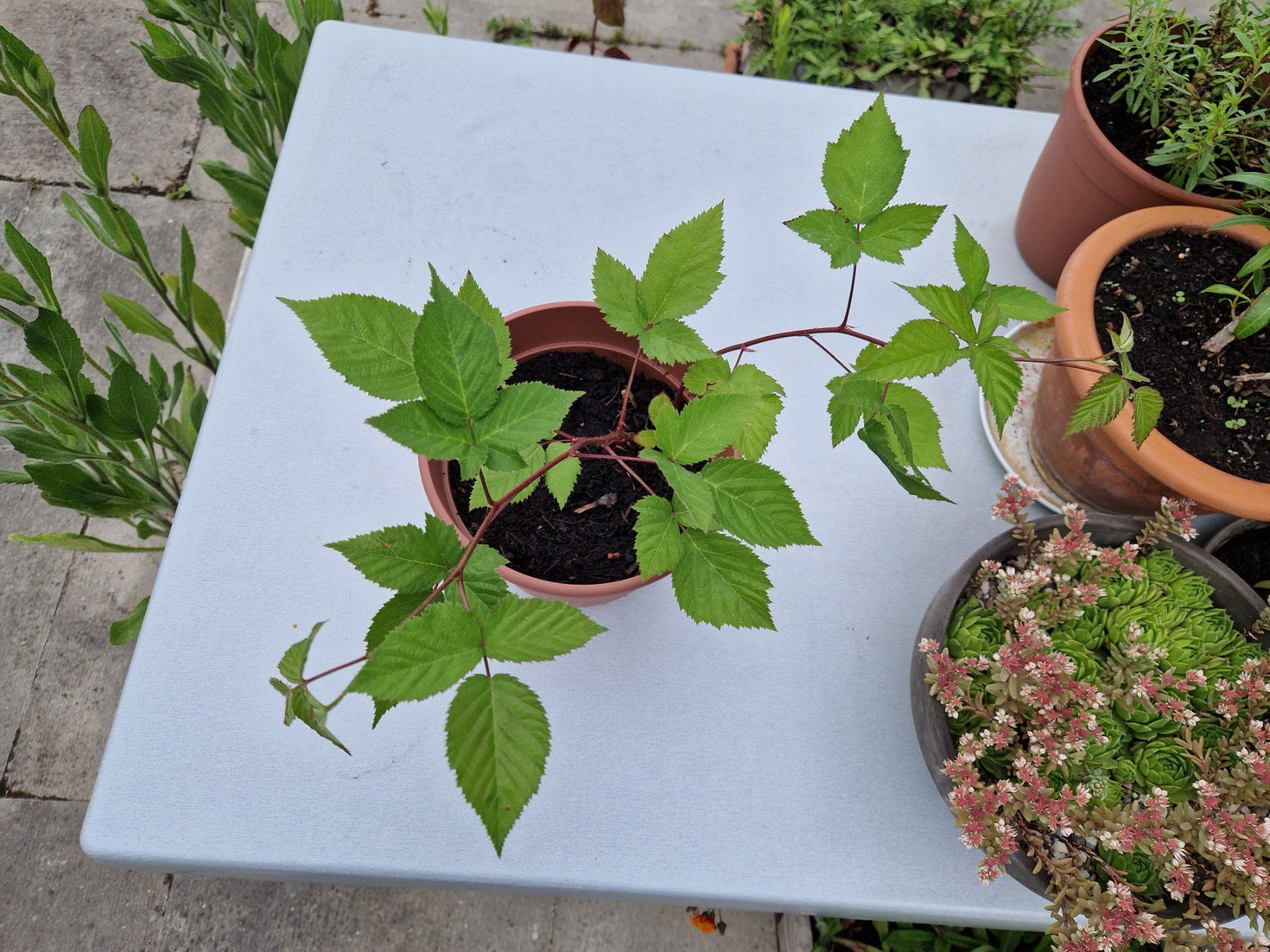 Piante & sementi: Balkon-/Gartenpflanze: Brombeere – Usato da Münchenbuchsee venduto da Aare22 2