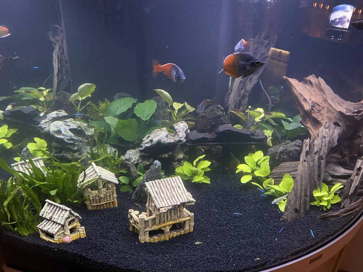 Juwel Aquarium: JUWEL Trigon 350 Liter – Gebraucht aus Berikon von MLukethe1st 7