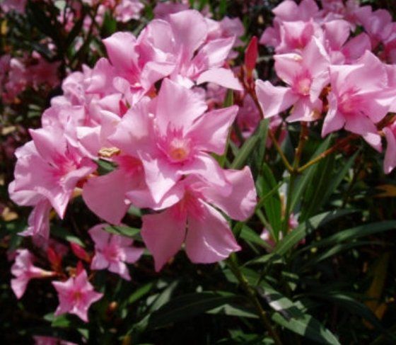 Piante & sementi: Ab 5.- CHF 10 Samen NERIUM OLEANDER Rosé – Nuovo e nell'imballaggio originale da Rovio venduto da POSITIFFARTandPLANTS 7