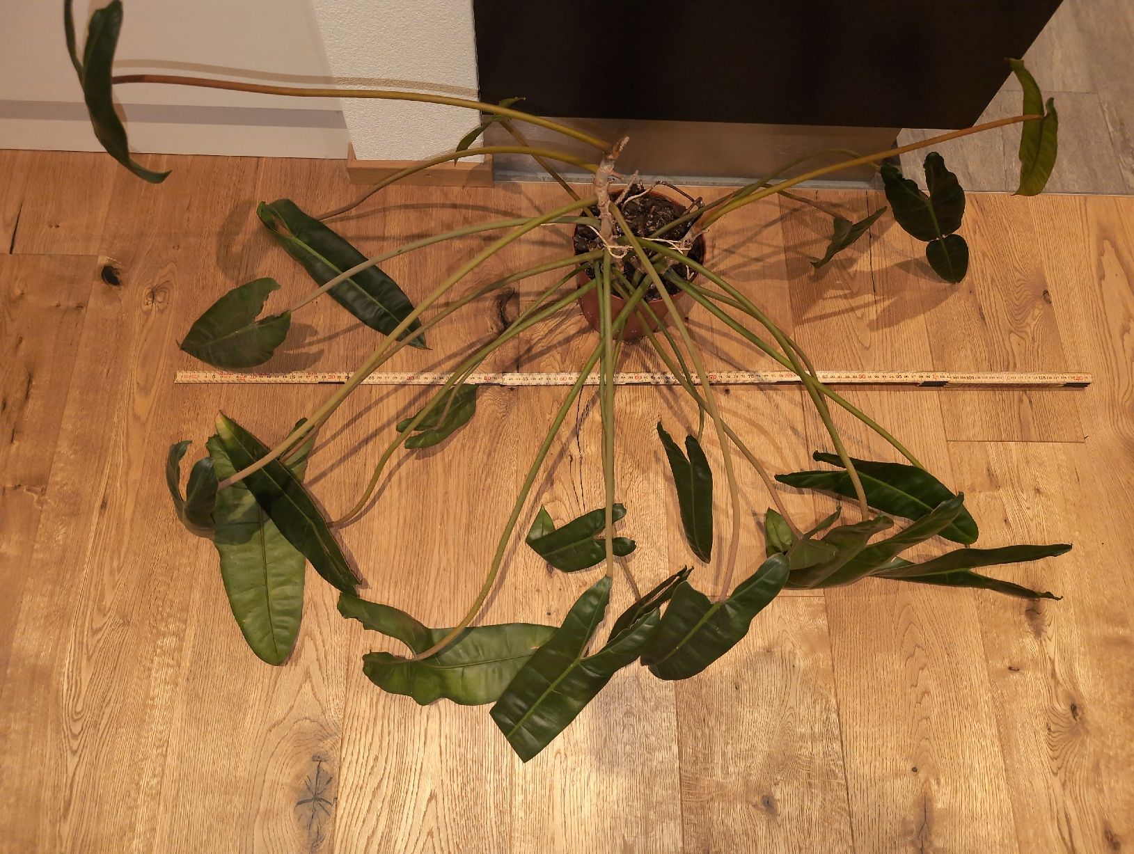 Piante & sementi: XXL Philodendron billietiae – Usato da Bern venduto da JennisJungle 2