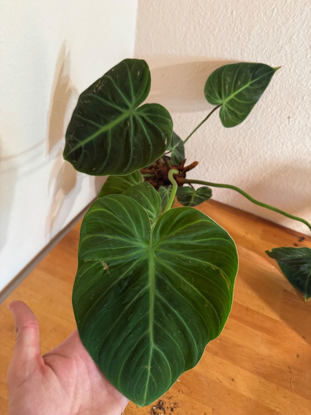 Pflanzen & Samen: Philodendron rubrijuvenilum El Choco Red 2 – Gebraucht aus Männedorf von mrclst