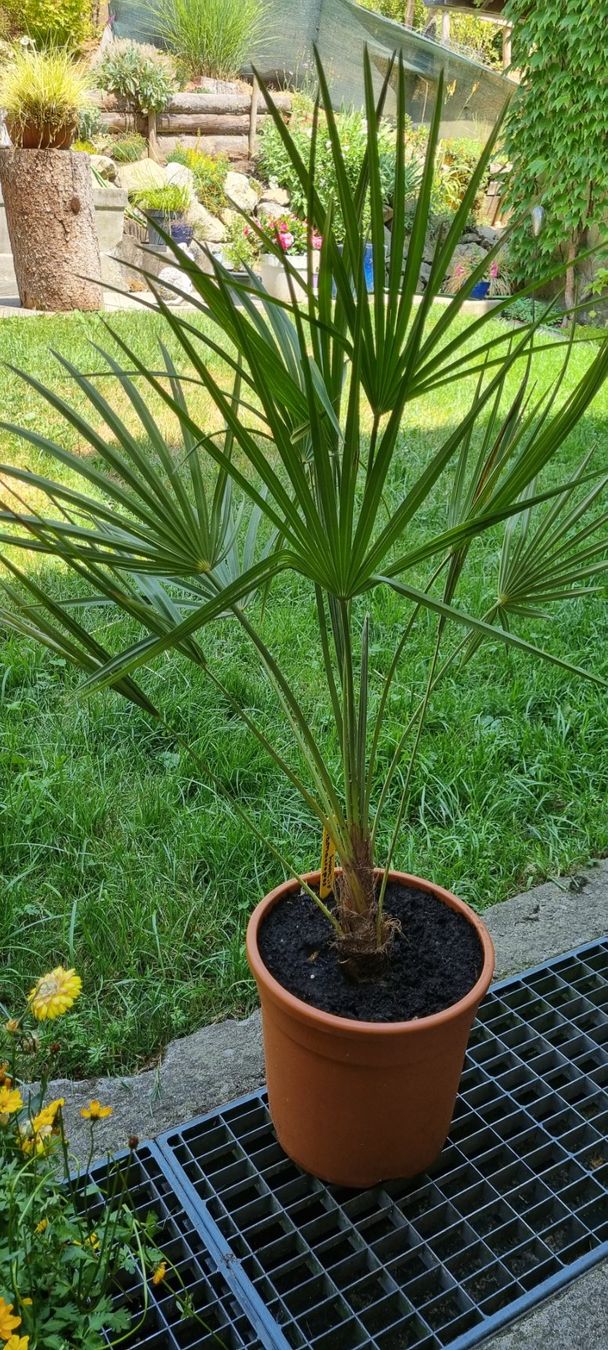 Piante & sementi: Hanfpalme Chamaerops humilis im Topf – Usato da egliswil venduto da Maggy6 1