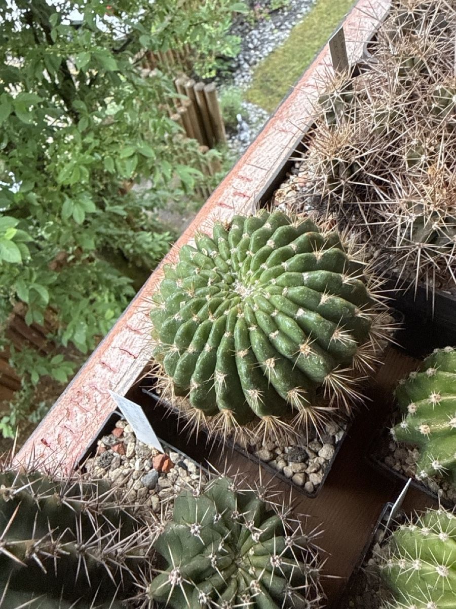 Piante & sementi: Echinopsis kermesina – Usato da Rorbas venduto da SimS0n 1