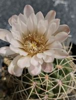 Kakteen, Pflanze, Gymnocalycium ritterianum