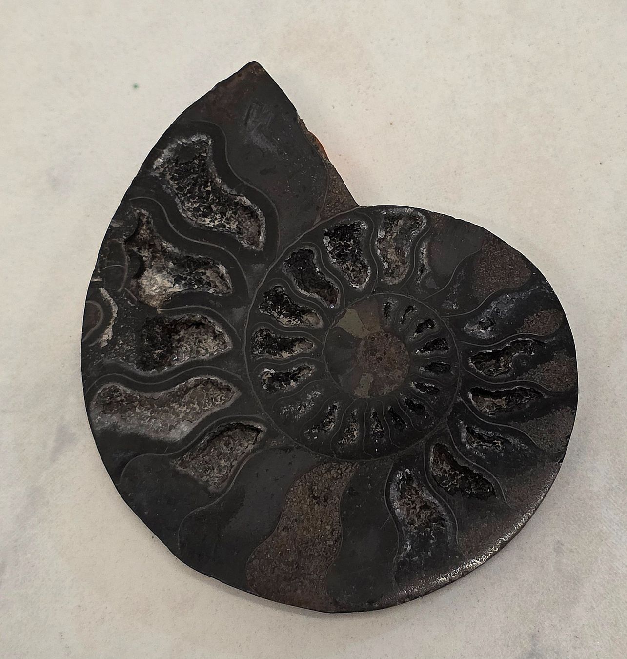 Fossili: Schwarzer Ammonit F 64g – Nuovo e nell'imballaggio originale da Matzingen venduto da Shay_Crystalz