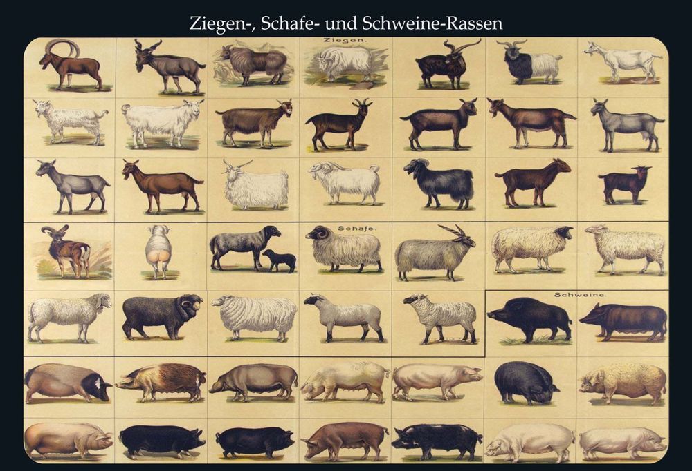 Blechschild-ÜBERSICHT ZIEGEN-SCHAFE-SCHW | Kaufen auf Ricardo
