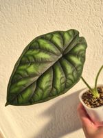 🌿Alocasia Dragon Scale #1🌿