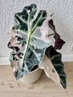 Alocasia Polly Snowflake Variegata rhizome ❄️🌱