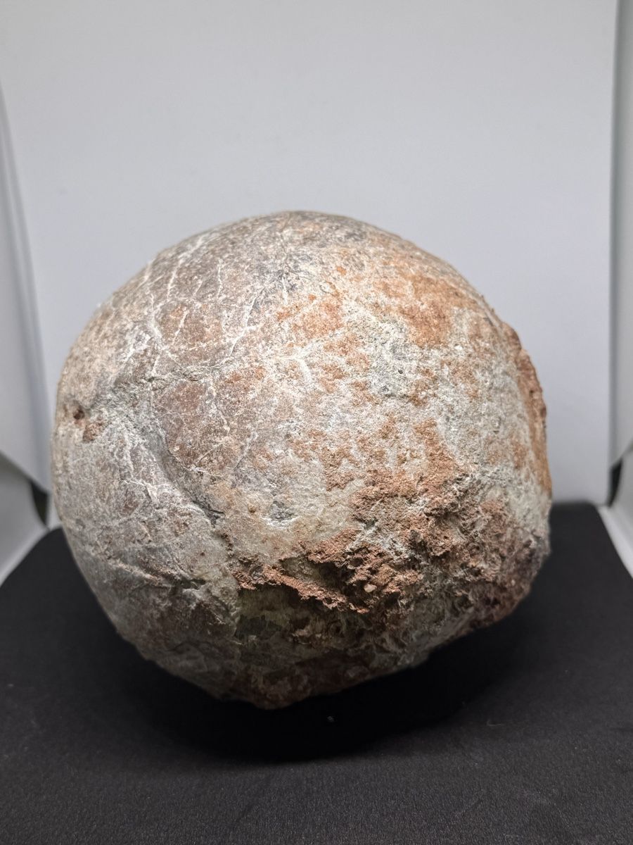 Fossiles: Selten: echtes fossiles Dinosaurier-Ei – D'occasion à Oberwil (Dägerlen) par Kurkuma 2