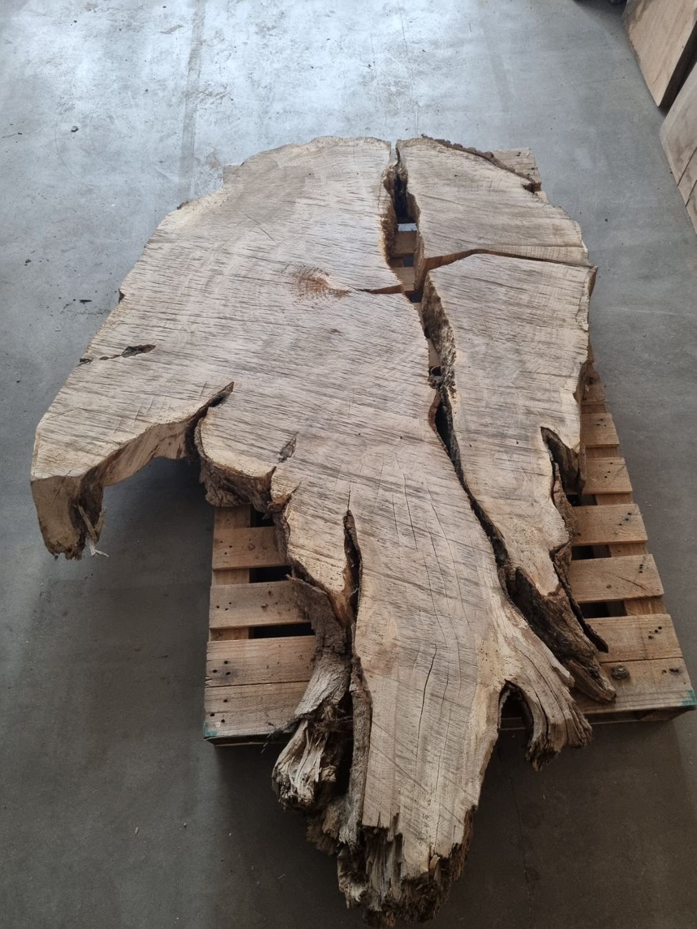 Articoli in legno: Baumscheibe Eiche Tischplatte Eichenplatte XXL  210 cm – Usato da Rheineck venduto da Dein_Wunschholz 7