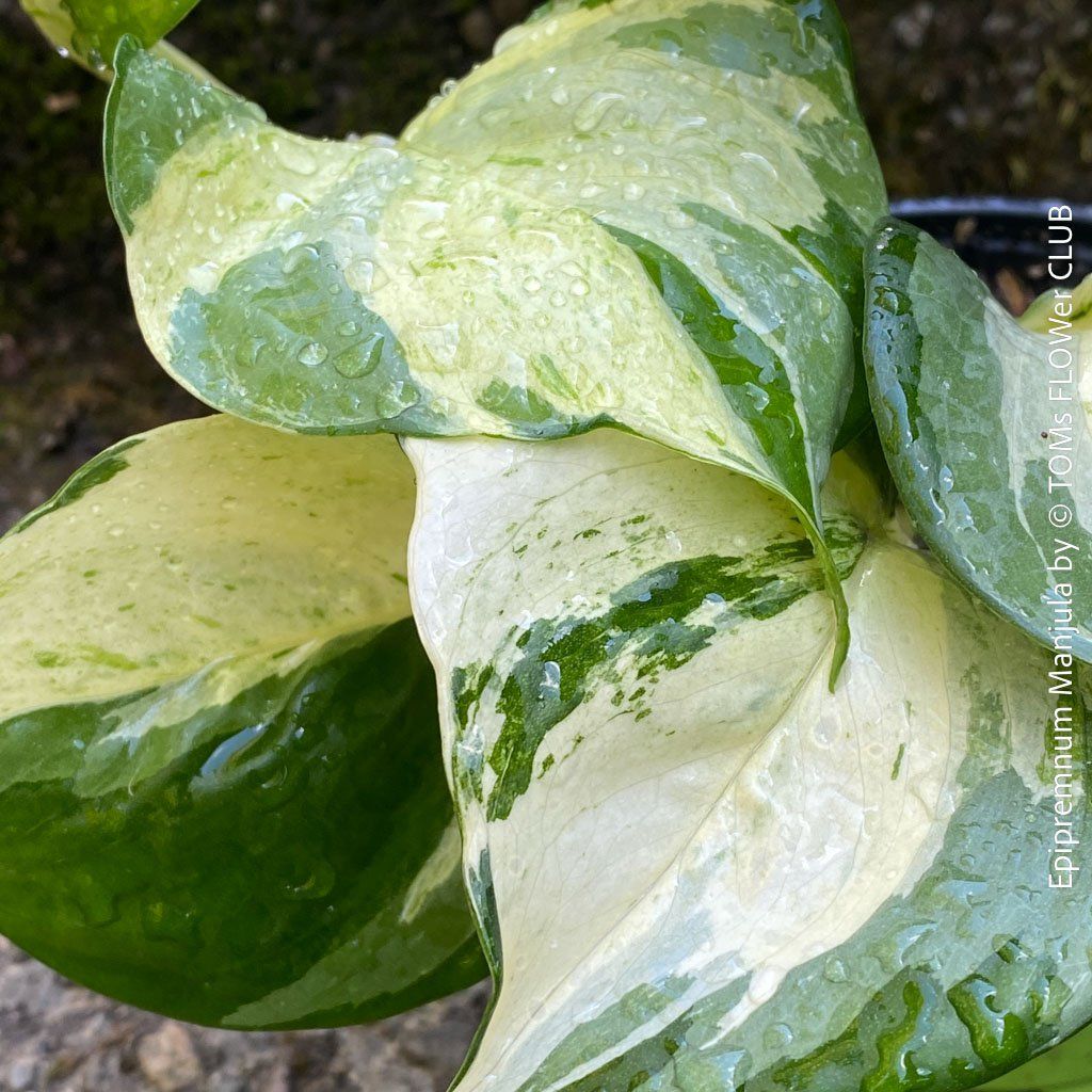 Piante & sementi: Epipremnum Manjula - sie wird Dich verzaubern... 100% Bio – Nuovo e nell'imballaggio originale da Adliswil venduto da astom369 1