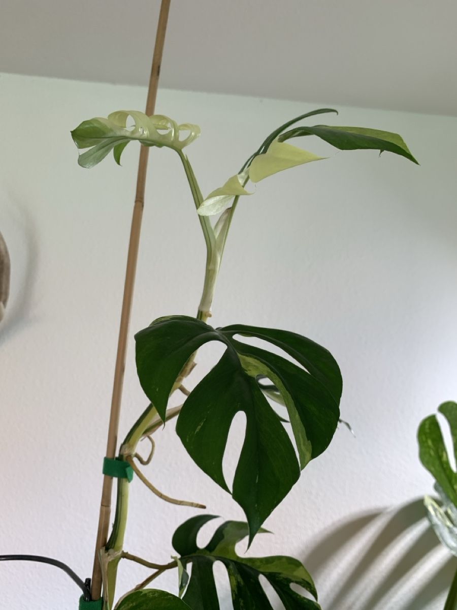 Piante & sementi: Monstera Minima variegata Kopfsteckling – Usato da Luzern venduto da Pegasus003 2