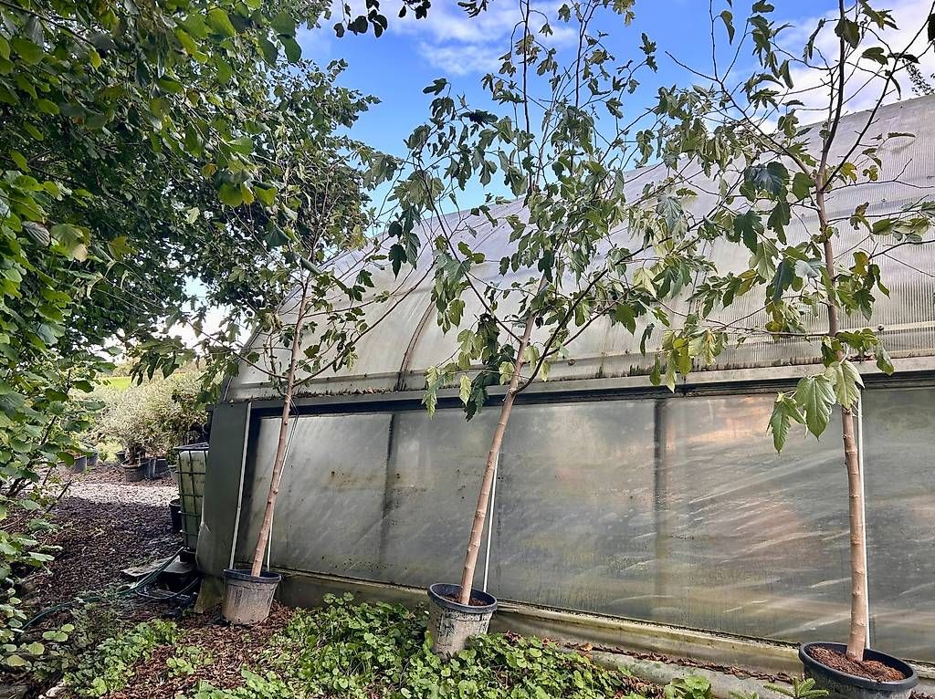 Piante & sementi: Maulbeerbaum "Morus Alba" - Lieferung möglich – Usato da Zuckenriet venduto da Thur_Plant 2