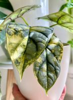 Alocasia Silver Dragon Aurea RHIZOM
